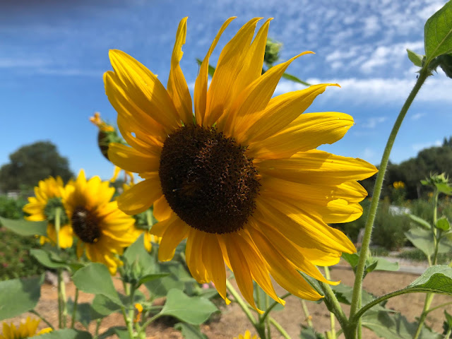 Yellow sunflower