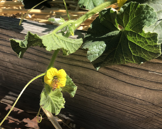 Bee on melon flower