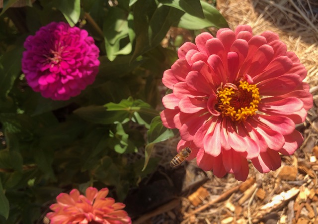 Pink, coral and red-violet zinnias