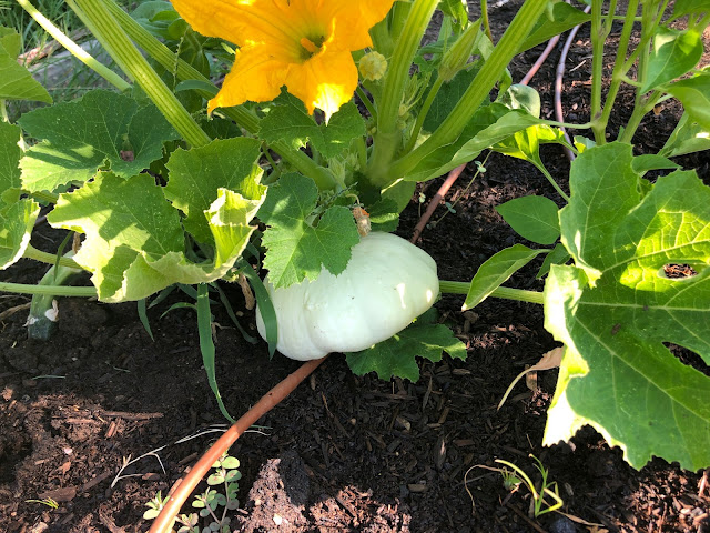 Pattypan squash