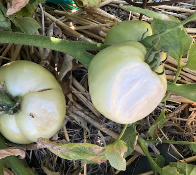 Sunburn patches on green tomatoes
