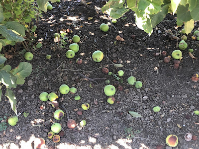 Fruit on ground