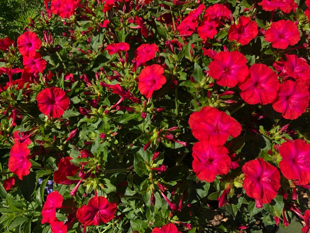 Bright red flowers