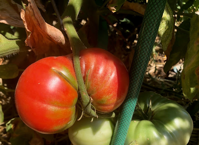 Tomatoes on vine