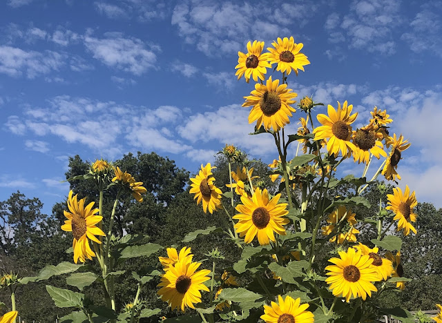 Yellow sunflowers against a blue sky
