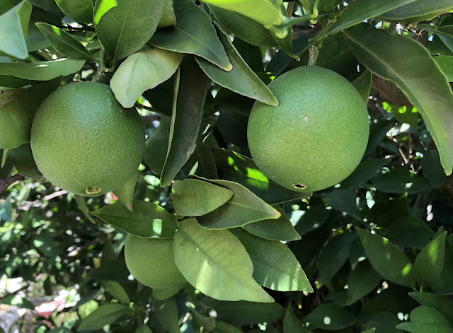 Green oranges on tree