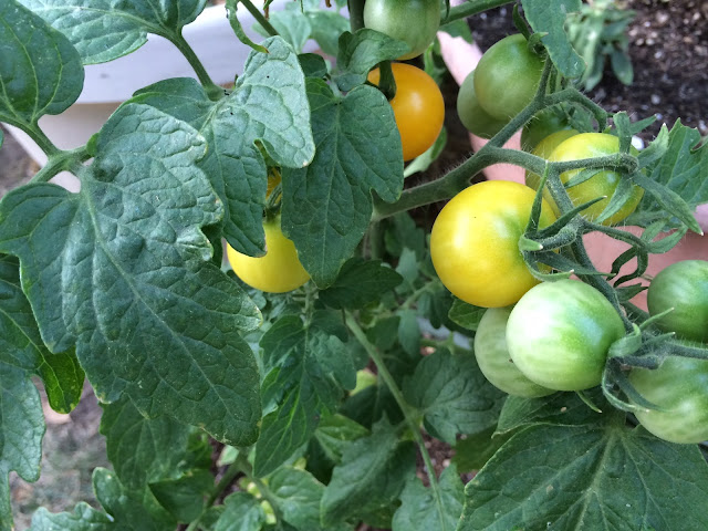 yellow tomatoes