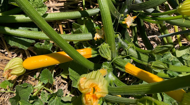 Yellow zucchini plant