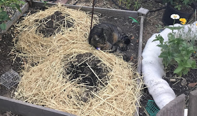 Cat in vegetable bed