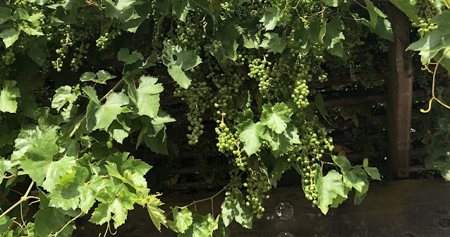 Unripe grapes on vine