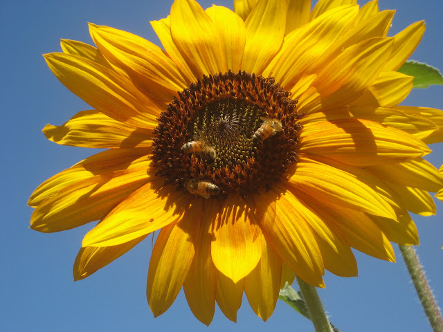 Yellow sunflower with bees