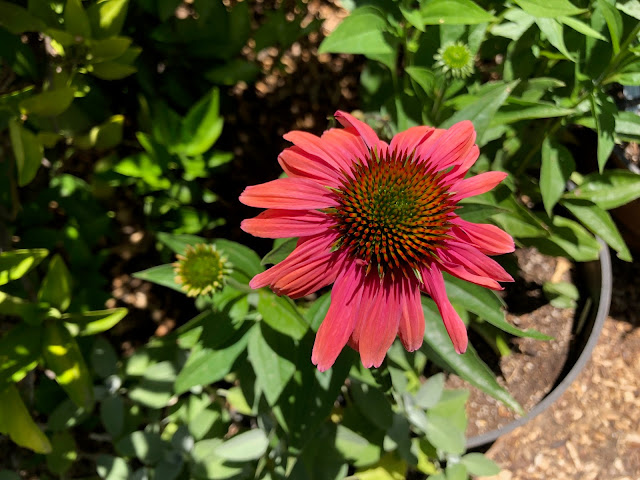 Coral pink coneflower blossom