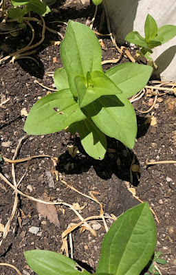 Zinnia transplant