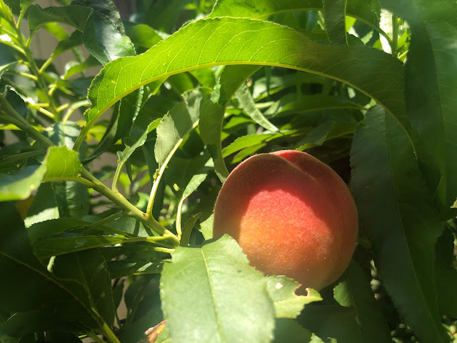 Peach on a tree branch