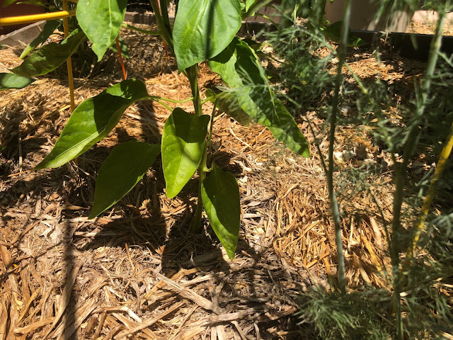 Straw mulch under pepper plants