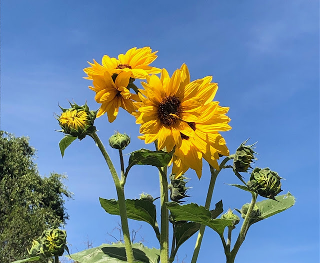 Sunflower blooms and buds