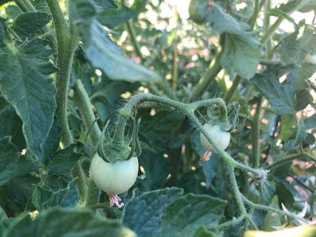 green immature tomatoes