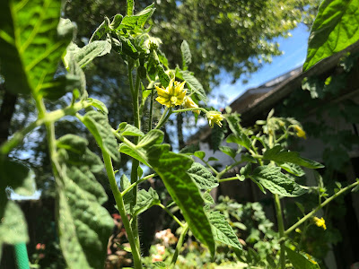Tomato flowers