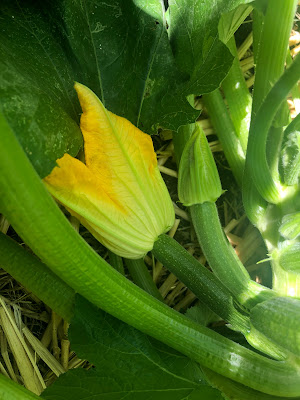 Baby zucchini on vine with flowers
