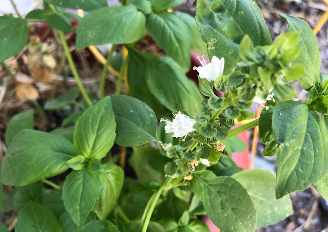 White flowers on basil plant