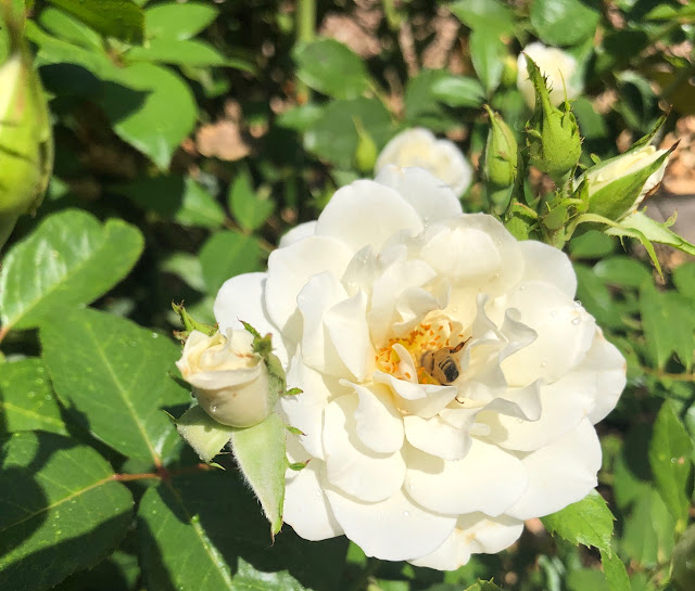 rose with bee
