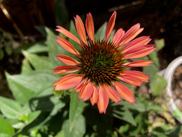 Peach-colored coneflower blossom