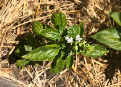 Basil plant with white flowers