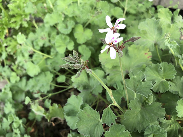 Flower on a pelargonium