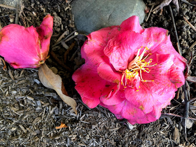 Pink camellia blossoms on the ground