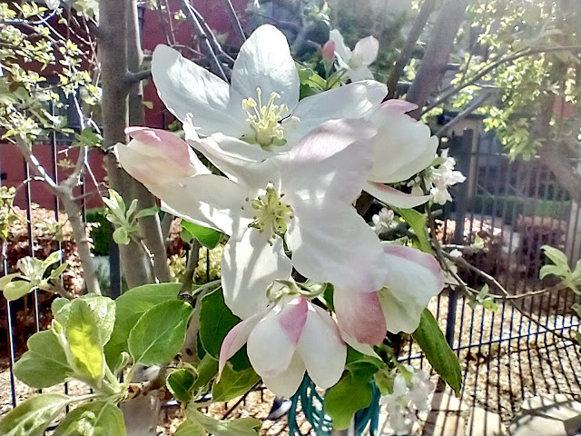 Apple blossoms