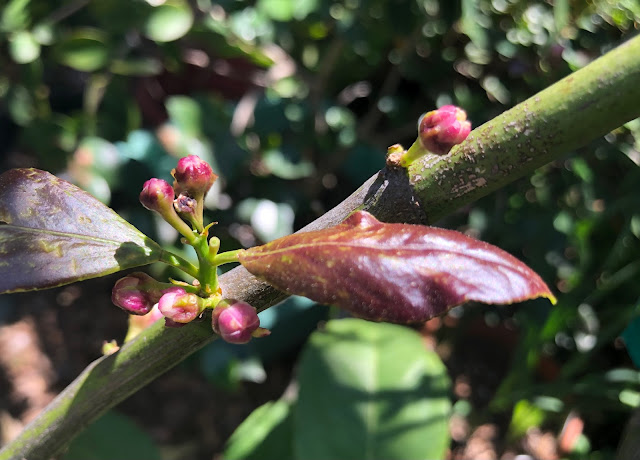 Small purple buds and leaf on lemon tree