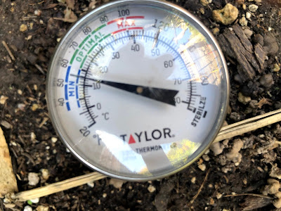 Soil thermometer showing 55 degrees in soil
