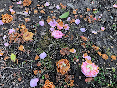 Fallen camellia blossoms