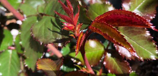 Reddish leaves on growing rose bush