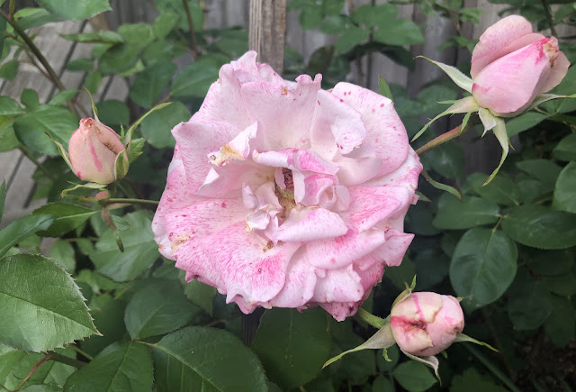 3 rosebuds and a spent bloom