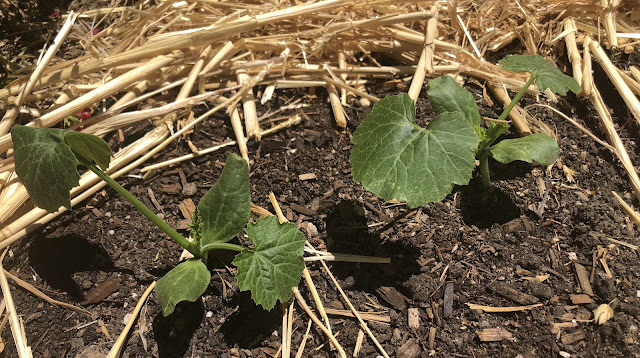 Young squash plants