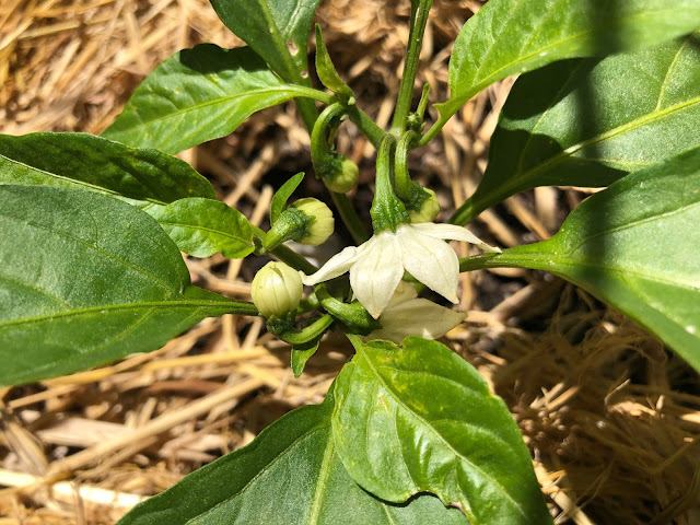 Pepper plant with flower buds