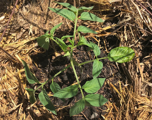 young tomato plant surrounded by straw mulch