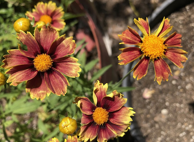 Rust red and gold daisy-like flowers