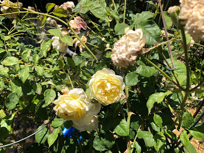 Pale yellow roses