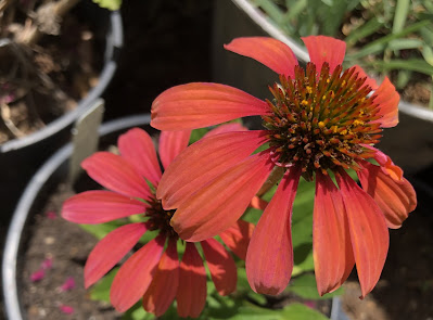 Orange coneflowers