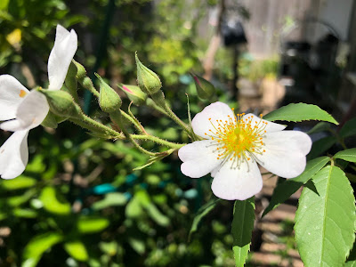 Flat white rose with 5 petals