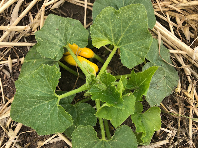 Yellow squash, green leaves, straw mulch