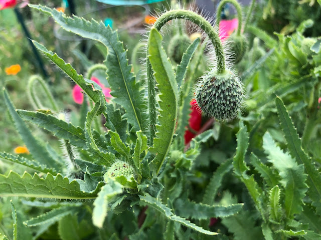 Shirley poppy bud