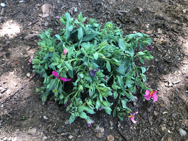Droopy flowering plant in dry soil