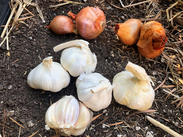 Garlic and shallots