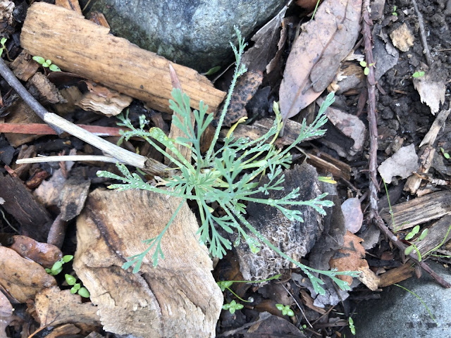 Poppy seedling