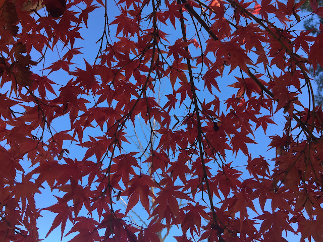 red Japanese maple leaves