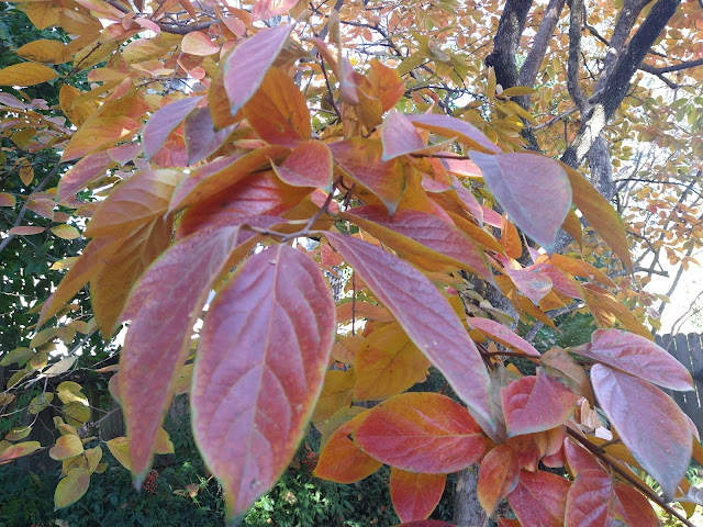 Red and gold leaves