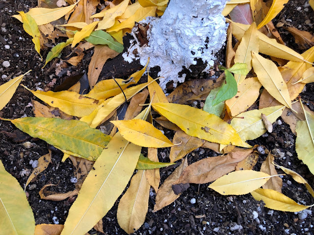 Fallen peach leaves